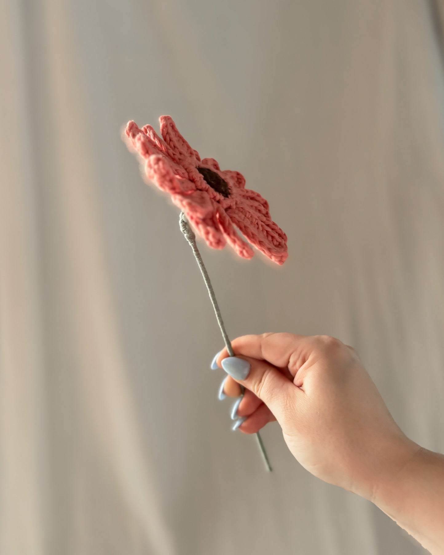 Le gerbera