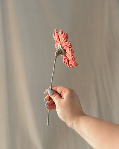 Le gerbera